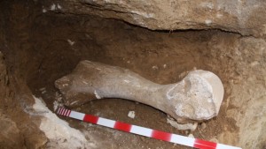 Кост от мамут откриха в Пиргово