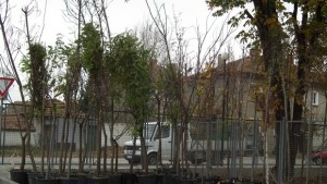 Повече от 210 дръвчета засаждат в парк Казармите
