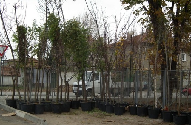 Повече от 210 дръвчета засаждат в парк Казармите