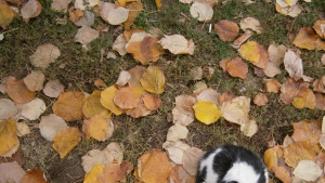 Облачно но почти без валежи