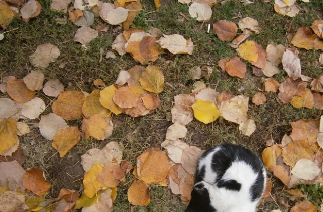 Облачно, но почти без валежи