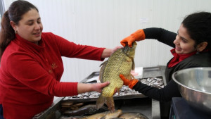 Чернокопът сменя шарана за Никулден във Варна