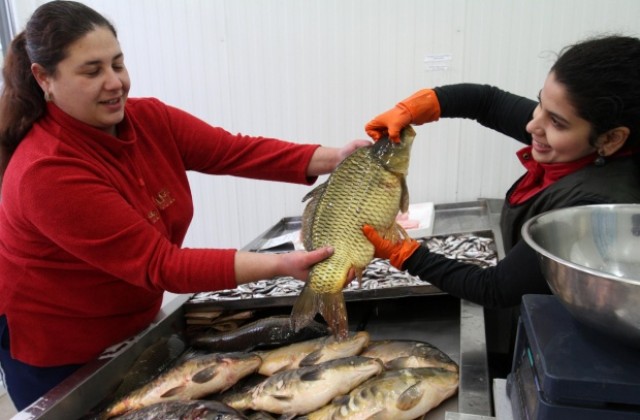 Чернокопът сменя шарана за Никулден във Варна