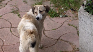 1500 лв обезщетение за нахапан от куче