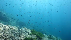 За океана и морската пеперуда