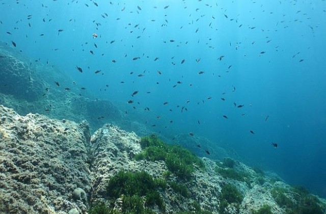За океана и морската пеперуда