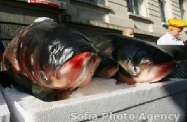 Популяризират рибата и рибните продукти с проект за 815 000 лв.