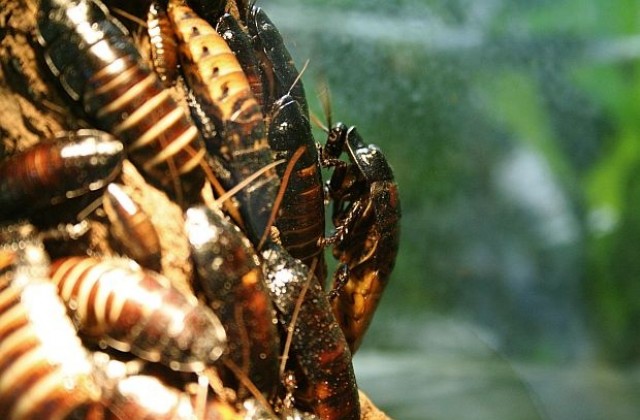 Победителят в шампионат по надяждане с гадини е починал от задушаване