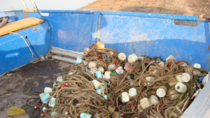 Глобиха търговец продавал маломерна щука