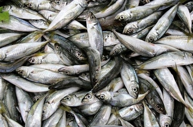 Изнасяме риба основно за Румъния, съседите ни консумират десет пъти повече