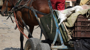 Заловиха група крала дърва край Две могили