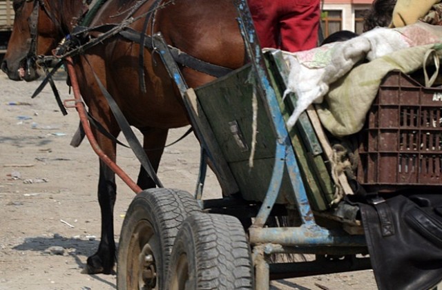 Заловиха група, крала дърва край Две могили