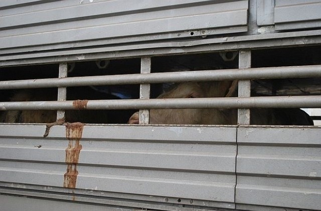 31 бика стоят пети ден в камион на границата с Турция