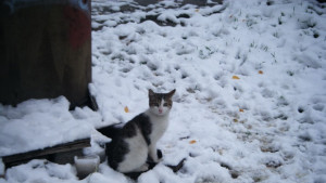 Без сняг по Коледа температурите падат до 14 през декември