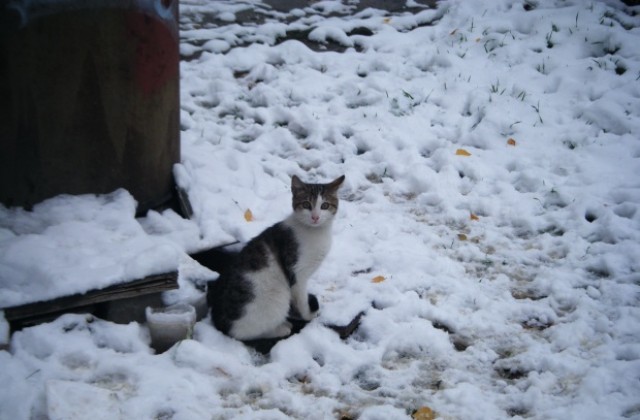 Без сняг по Коледа, температурите падат до -14° през декември