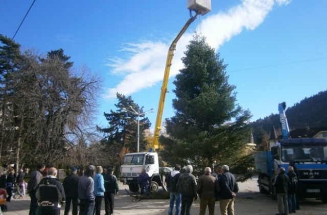 Коледната елха в Кюстендил ще грейне на 7- ми декември