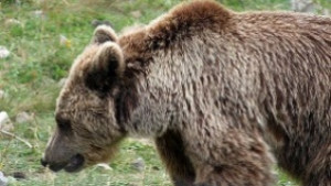 Мониторинг на кафявата мечка в НП Централен Балкан