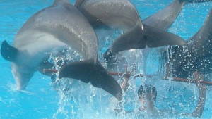 Роботи ще заменят военните делфини при издирване на мини