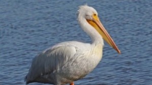 Хайка тръгва след избягалия пеликан