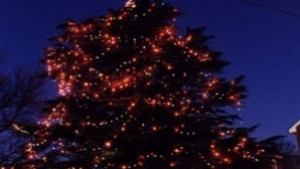 Коледната елха грейва с 6000 лампички