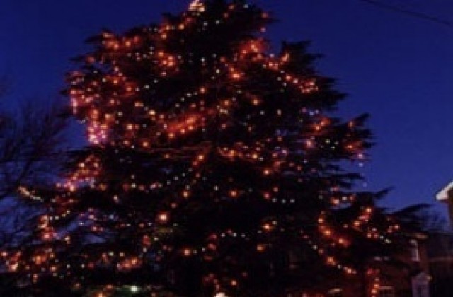 Коледната елха грейва с 6000 лампички