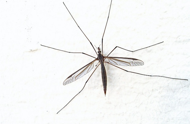 Случаи на Нилска треска регистрираха у нас