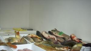 Шаранът за Никулден върви по 56 лв кг търсят го