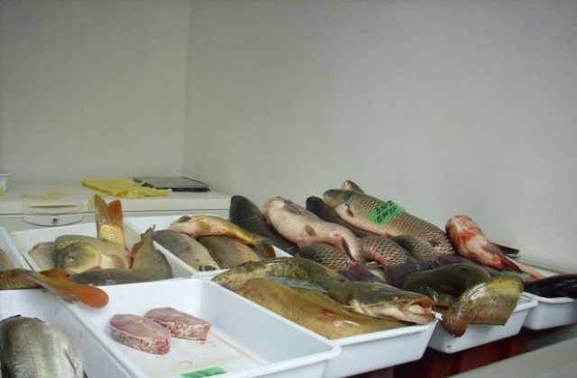 Шаранът за Никулден върви по 5-6 лв./кг, търсят го и румънци