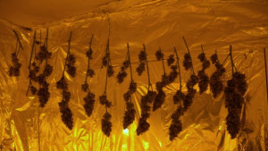 25годишен си спретнал наркооранжерия в Новград