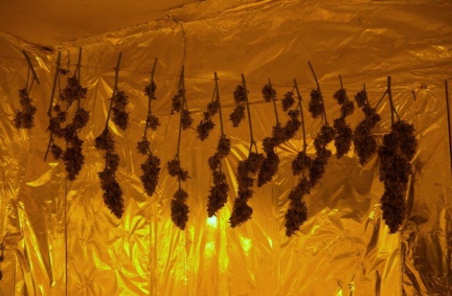 25-годишен си спретнал наркооранжерия в Новград