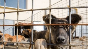 София с два нови приюта за бездомни кучета