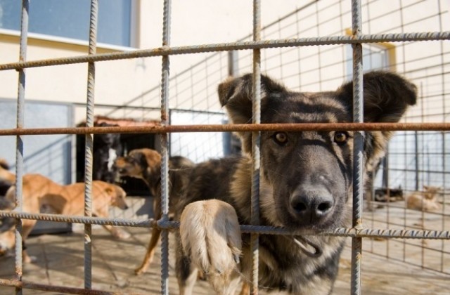 София с два нови приюта за бездомни кучета