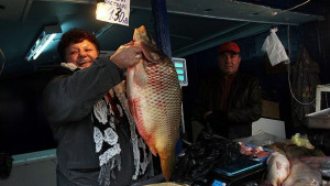 Пуснаха шарани в моловете