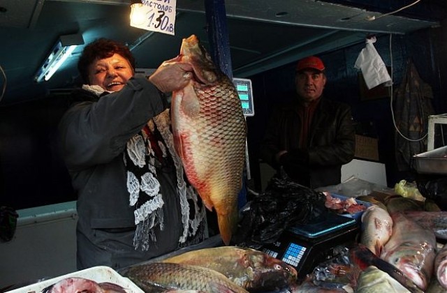 Пуснаха шарани в моловете