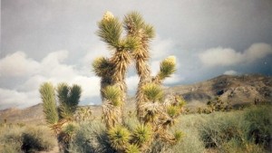 САЩ са извършили субкритичен ядрен опит в Невада