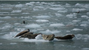 Аляска през очите на млада врачанка