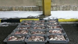 Над 1 тон незаконна риба заловиха на Дунав мост