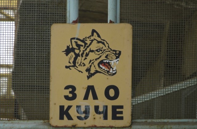 Английската и Руската гимназия пропищяха от бездомни кучета