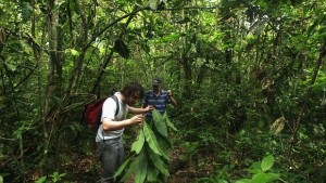 Амазонските гори ще преживеят затоплянето