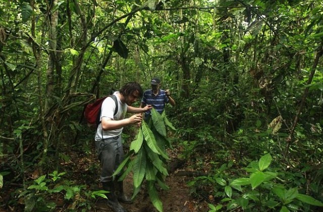 Амазонските гори ще преживеят затоплянето