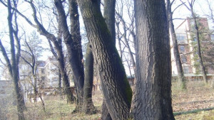 Кметът подхваща проблема с щетите от дърводобива върху обществената инфраструктура