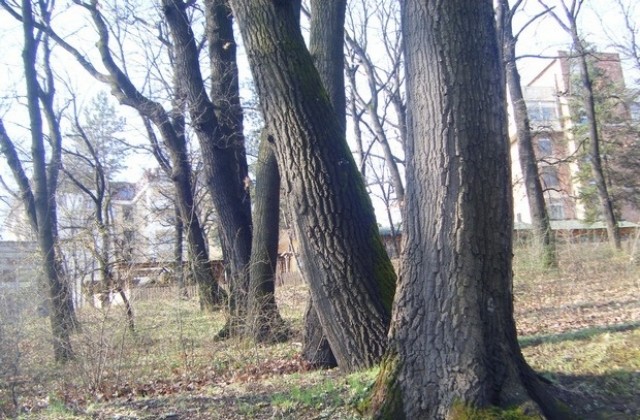 Кметът подхваща проблема с щетите от дърводобива върху обществената инфраструктура