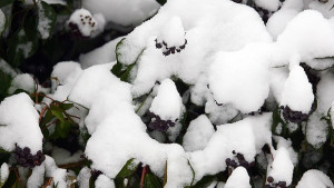 Отново се очаква снеговалеж