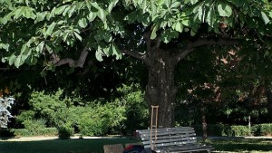 Продават столичното Озеленяване догодина