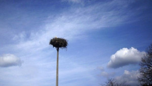 Щъркел долетя в еленското село Яковци