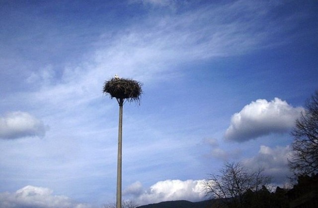 Щъркел долетя в еленското село Яковци