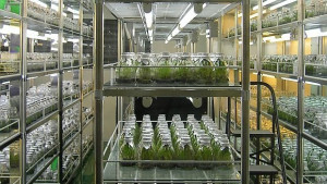 Британски учен предвижда човешки клонинги след 50 години