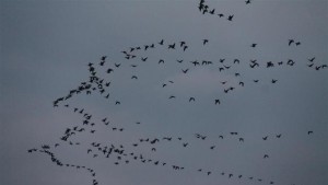 20 000 белочели гъски долетяха