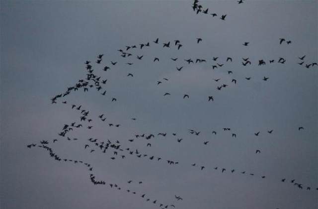 20 000 белочели гъски долетяха