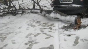 Вятърът поваля дървета в Стара Загора